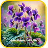 Violet Flower India Abs