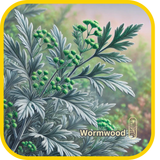 Wormwood