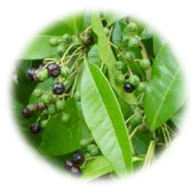 Allspice