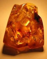 Amber Himalayan