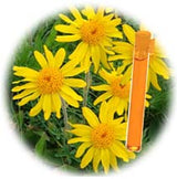 Arnica