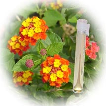 Lantana