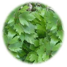 Lovage Leaf